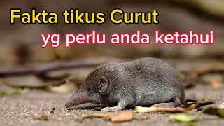 Download lagu Celurut | tikus curut | Curut mp3 Download lagu Celurut | tikus curut | Curut mp3