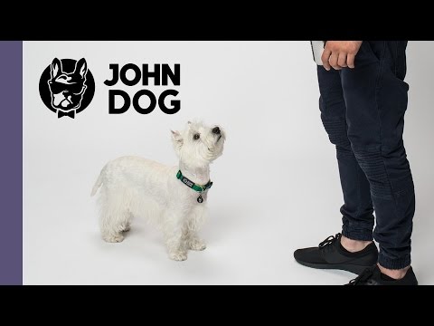 Sygnał neutralny, czyli jak nauczyć psa, żeby za Tobą podążał - TRENING PSA - John Dog