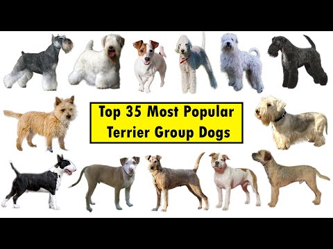Top 35 Terrier Group Dog Breeds
