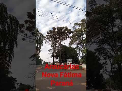 olha só essas lindas araucárias na cidade de Nova Fátima Paraná