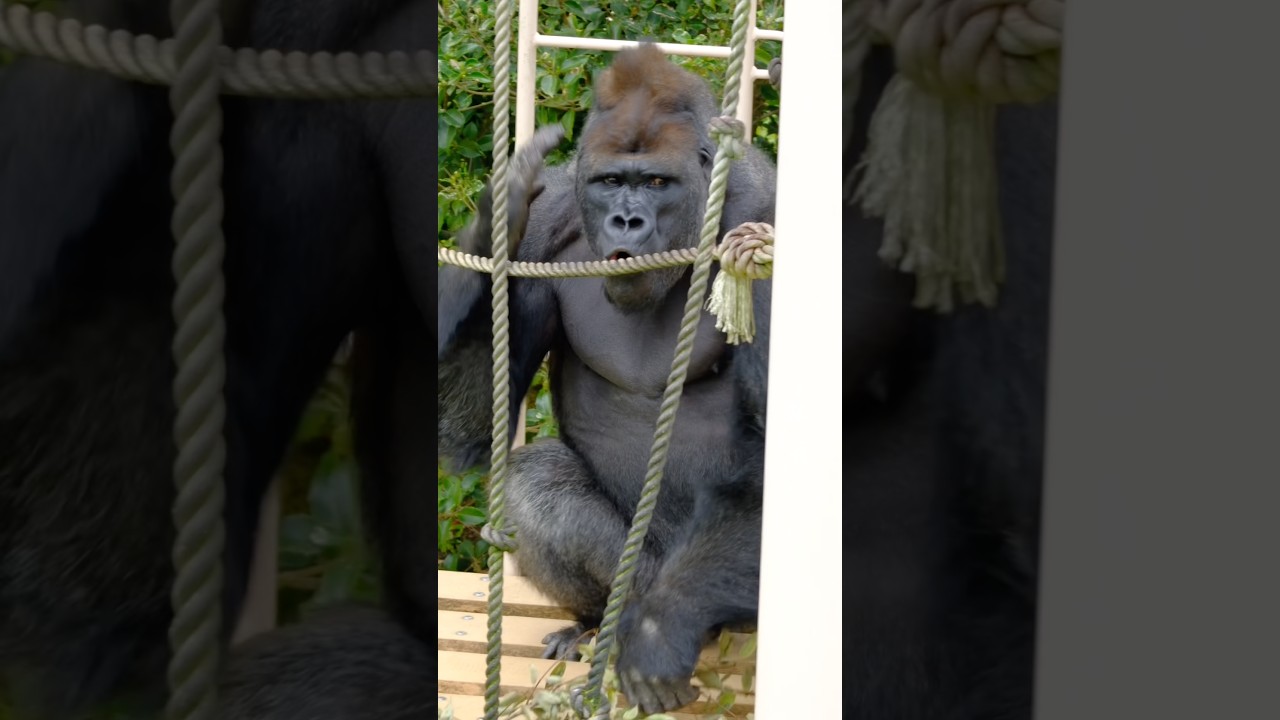 Kiyomasa's drumming is explosive!