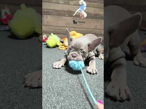 Video 4