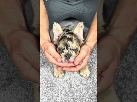 Video 3