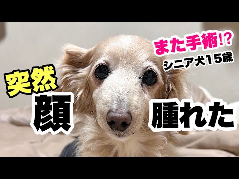 犬の顔が腫れる:原因