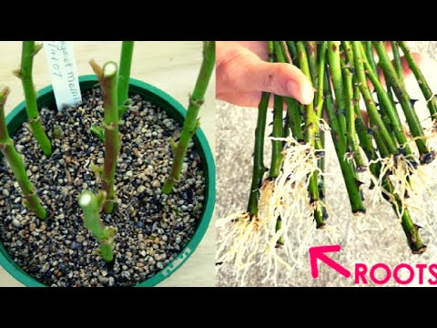 HOW TO GROW ROSE PLANT FROM STEM CUTTING.GROW ROSE PLANT FROM CUTTING