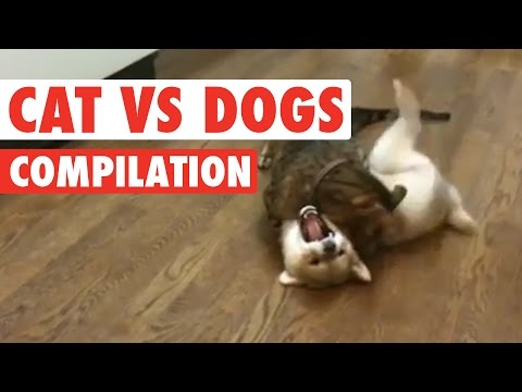 Cats vs Dogs: The Ultimate Fight Battle