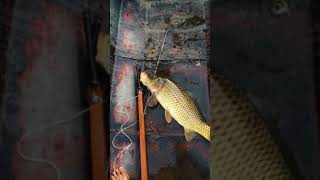 preview picture of video 'Đi bắn cá thủy điện tuyên quang'