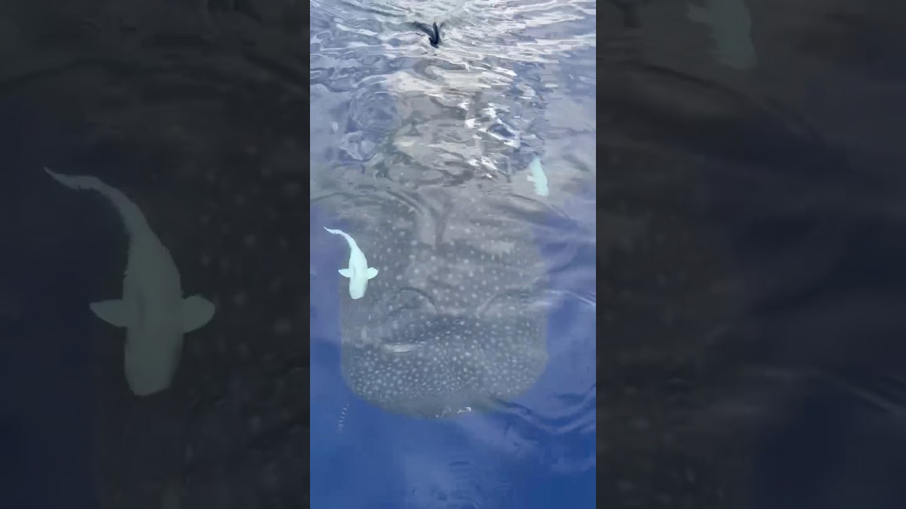 巨大‼︎ジンベエザメが大接近‼︎