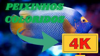 PEIXINHOS COLORIDOS 4 K - 4K RESOLUO ( 4 K Resolution)