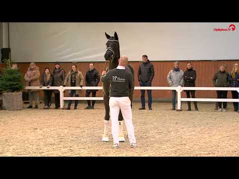 A la Fasine e. Apache x Fürst Romancier x Sir Donnerhall.