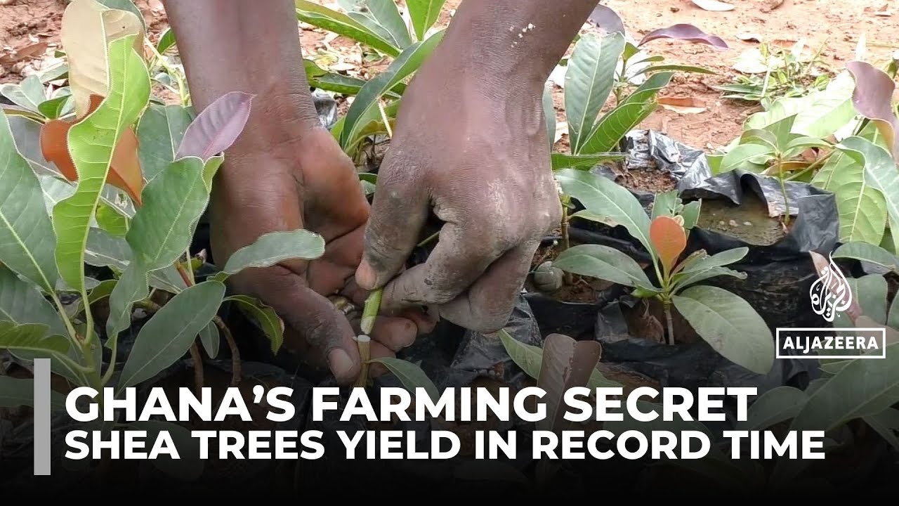 How Ghana cut shea tree growth time from 15 to 5 years