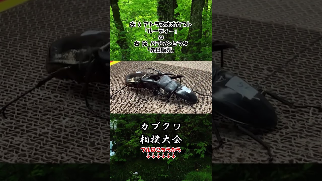 アトラスオオカブト ルーディ vs パラワンヒラタクワガタ 先日販売 #昆虫バトル #クワガタ #昆虫 #カブトムシ