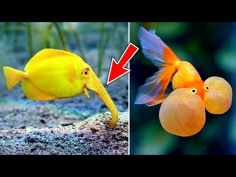 Top 10 Most Unique & Rare Fish In The World