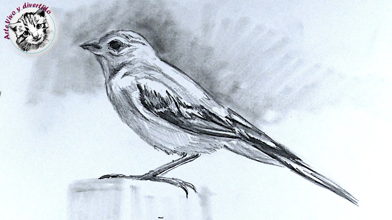 Aprende Como Dibujar un Pajaro Realista a Lapiz muy Facil y Paso a Paso