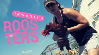 Unwanted Roosters