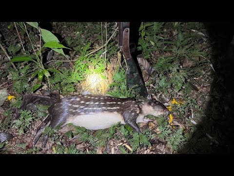 PACA AT THE MANGO BAIT, 3 CAME | THE HUNTER