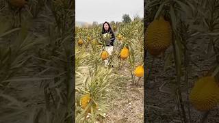 Download lagu Picking Chinese durian fruit on a low tree #durian #shorts mp3