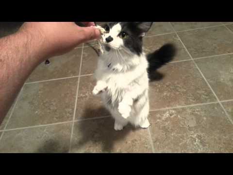 Munchkin cat stands on hind legs