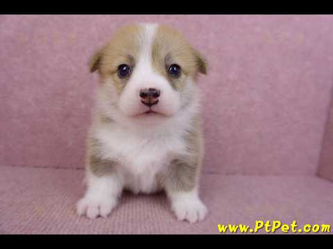 07/09雙色柯基犬母幼犬