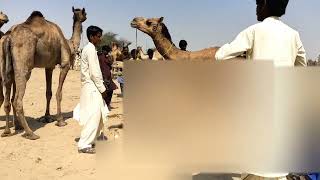 mating Camel