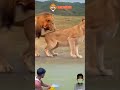 Amazing Melihat Dari Dekan Singa Lagi Kawin Shorts Animals Lion