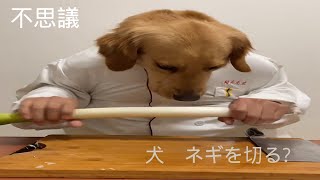【おもしろ犬】人どこ?　犬ネギを切ってる　不思議　＃Shorts