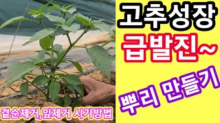 고추성장 급발진 뿌리만들기 고추곁수제거 방아다리 잎제거 시기와방법 고추재배방법,키우기,농사,농부,주말농장,텃…
