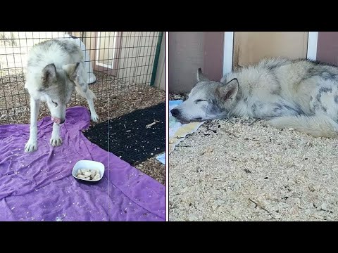 This Stray Dog Always Stayed In A Corner  Now He’s Inseparable From His New Best Friend