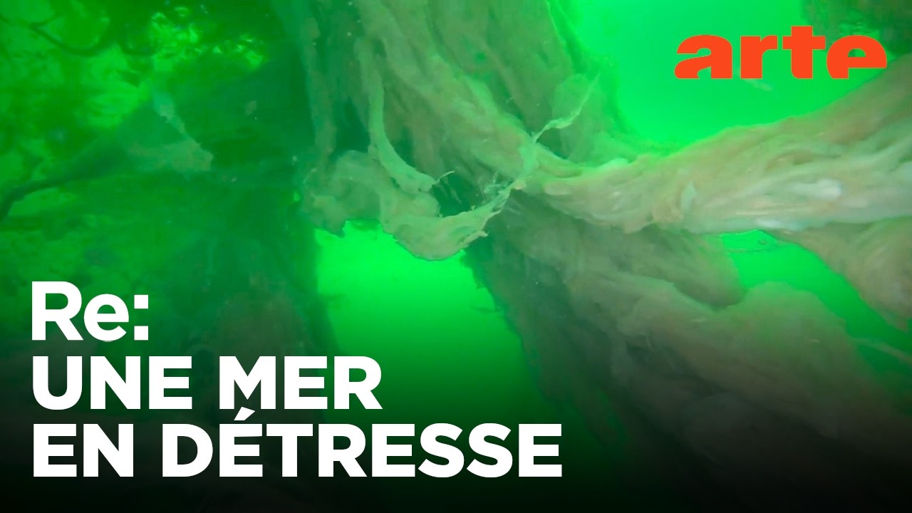 La mer de Marmara au bord de l’asphyxie ? | Reportage | ARTE Regards