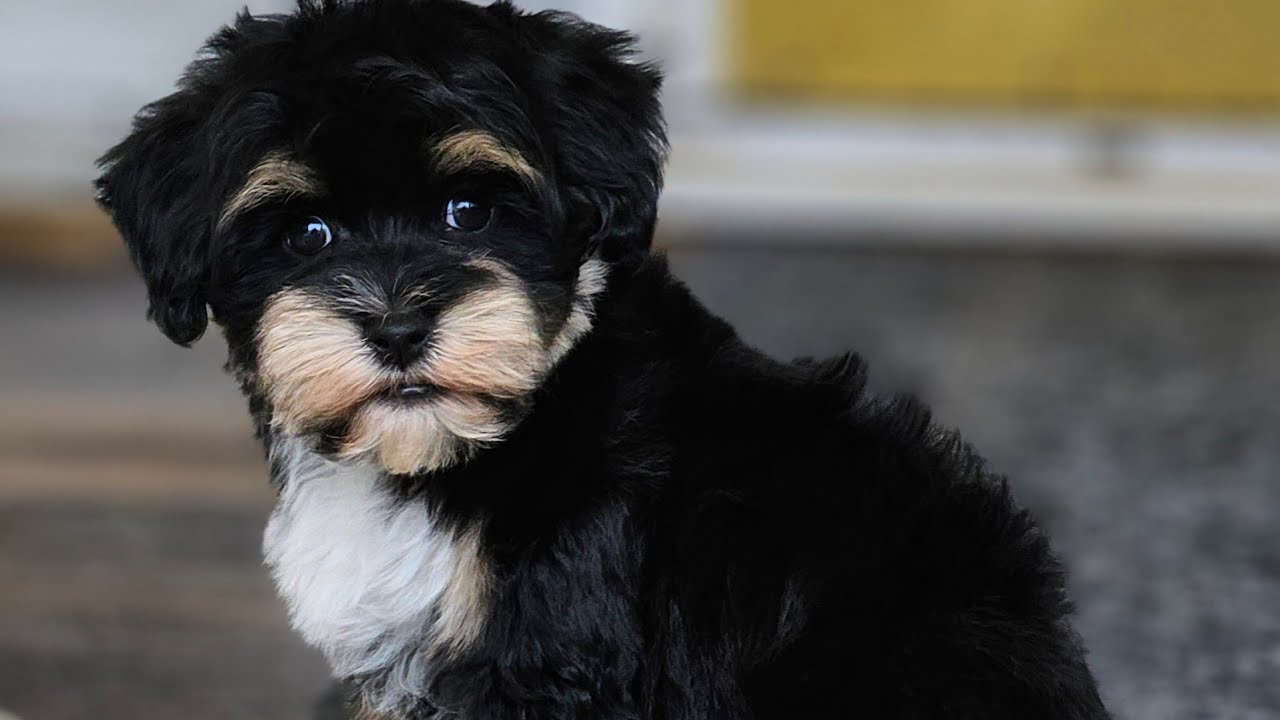 Heavenly Havanese Betty 2024 Litter. We may have your next best buddy!!!
