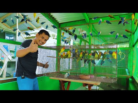 It's Finally Happening!! I Transferred all my AFRICAN LOVEBIRDS to our farm's biggest Bird Aviary