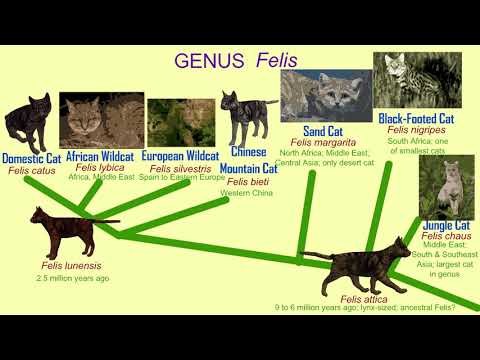 the cat genus Felis evolution & modern species