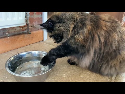 Should you put ice in a cat’s water?