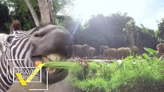 Serunya Ber”main-main” bareng Binatang-binatang yang “Agresif” di TAMAN SAFARI! | TRAVEL’S CHECKLIST