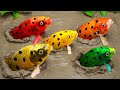 STOP MOTION KOCHEN - König Frosch Hat Einen Kampf Mit Den KOI Fischen | Mukbang ASMR Funny Videos