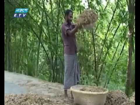 লক্ষ্মীপুরে সয়াবিন উৎপাদনের অপার সম্ভাবনা