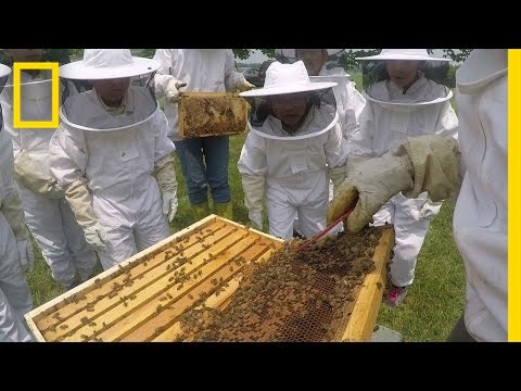 , title : 'Kids Learn Why Bees Are Awesome | National Geographic'