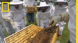 Kids Learn Why Bees Are Awesome | National Geographic