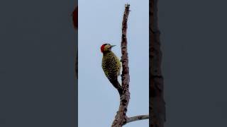 Pica-Pau BATENDO na Madeira MUITO RÁPIDO! 🤯 (Pica-Pau Verde Barrado) #aves