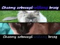sanah i Daria Zawiałow “Eldorado” (Fanmade Music Video/Lyrics)
