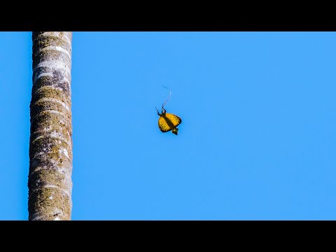 Flying lizard aka Draco (Mini Vlog)