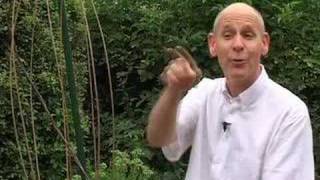 William Bloom Interview- Endorphin Effect - How it works