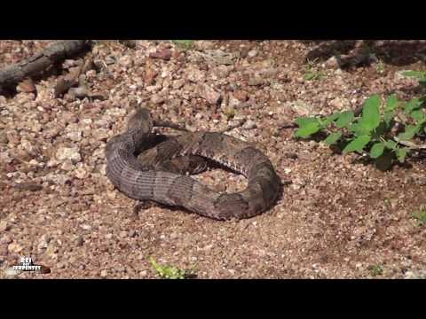 download lagu mp3 mp4 Jararaca, download mp3 Jararaca free download, download mp3 Jararaca