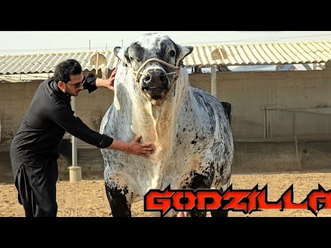 Biggest Brahman Bulls At Fine Cattle Farm - Bakra Eid 2025 - Bakra Mandi 2025 - JNTV