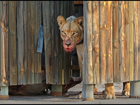 There's a lion with a kill in the bathroom