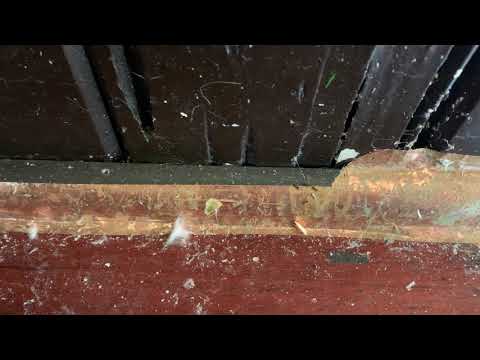 Living Room Full of Ants in Rumson, NJ