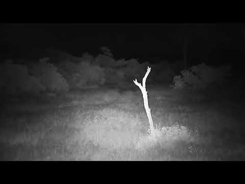 Djuma: Quick glimpse of Hyena - 19:28 - 01/16/22
