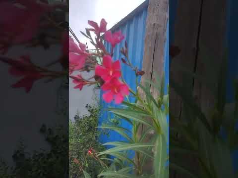 Kaleem ##🌿🌿🌿