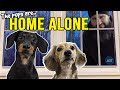 Ep#13: The Dogs are HOME ALONE - then Puppy Burglar Arrives! 😲