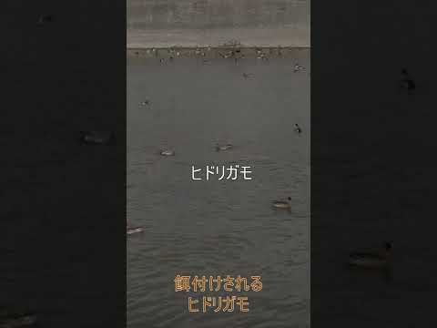 鳥の保護: 冬の餌付けのヒント 自然と動物